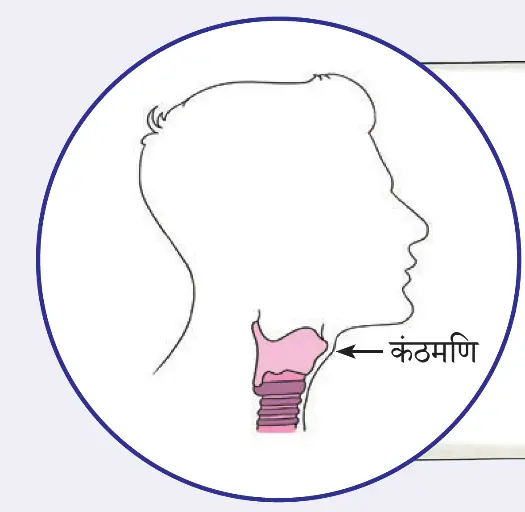 गले में कंठमणि की स्थिति दिखाता रेखाचित्र