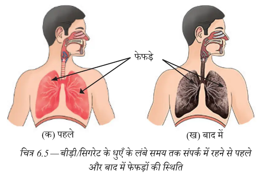 धूम्रपान से पहले और बाद के श्वसन तंत्र की तुलना