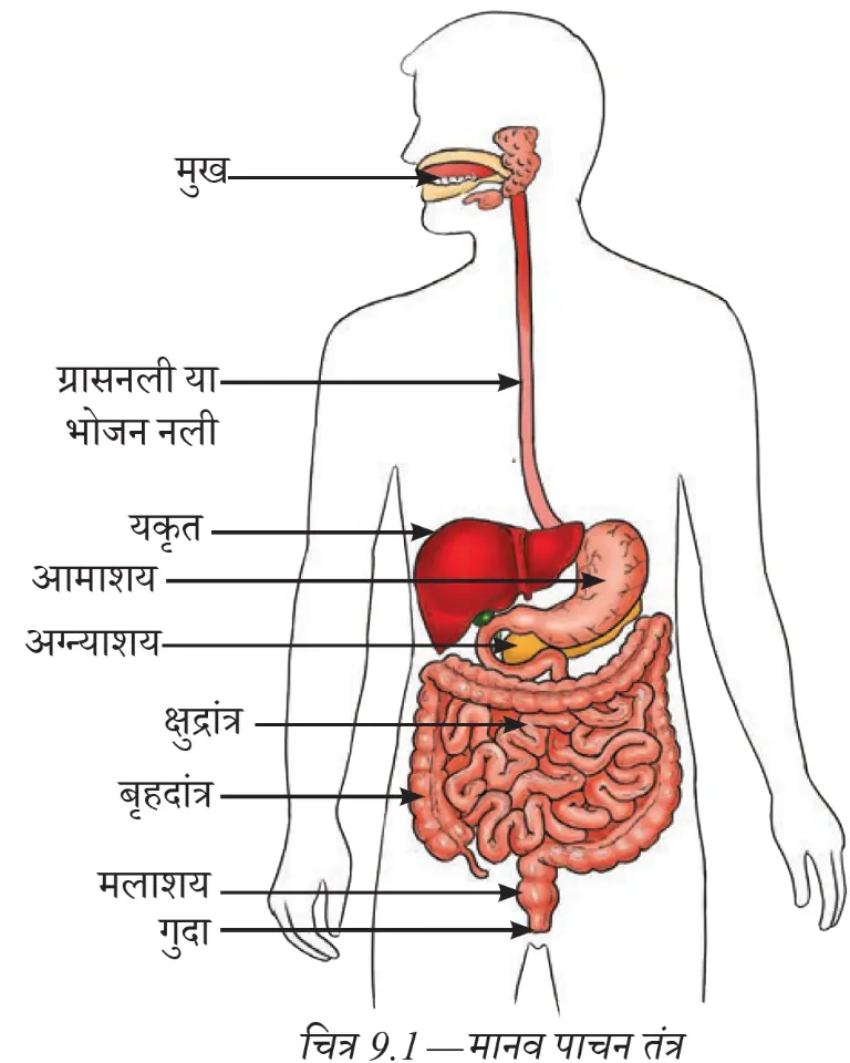 मानव मुख में कृंतक, रदनक, अग्रचर्वणक और चर्वणक दाँतों की स्थिति