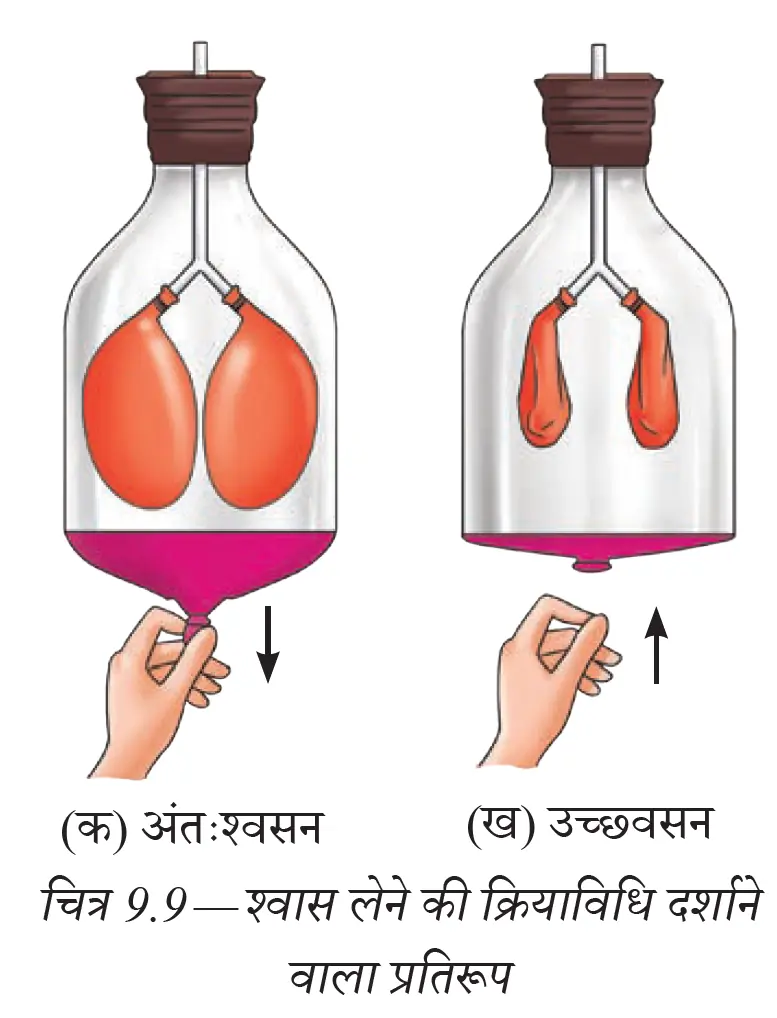 बोतल, गुब्बारों और रबर शीट से बनाया गया श्वसन मॉडल