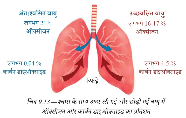 अंतःश्वसित और उच्छ्वसित वायु में ऑक्सीजन तथा कार्बन डाइऑक्साइड की तुलना