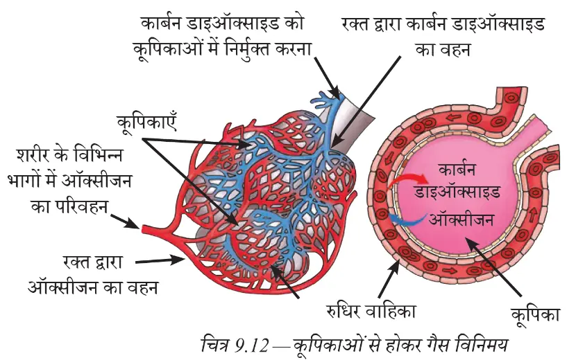 फुफ्फुस कूपिकाओं और रक्त-वाहिकाओं के बीच गैसों का विनिमय