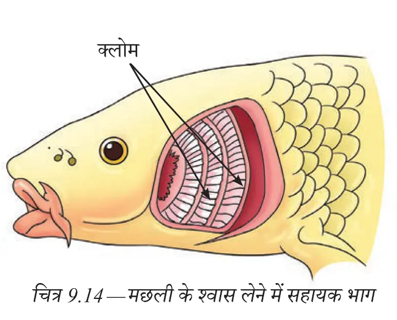 मछली के सिर में क्लोम और उनसे होकर बहता जल