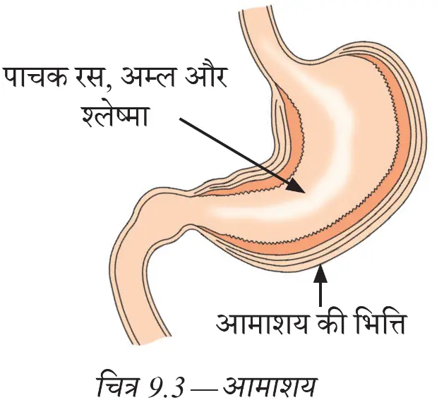 ग्रासनली से जुड़ा आमाशय और उसमें भोजन का पाचन