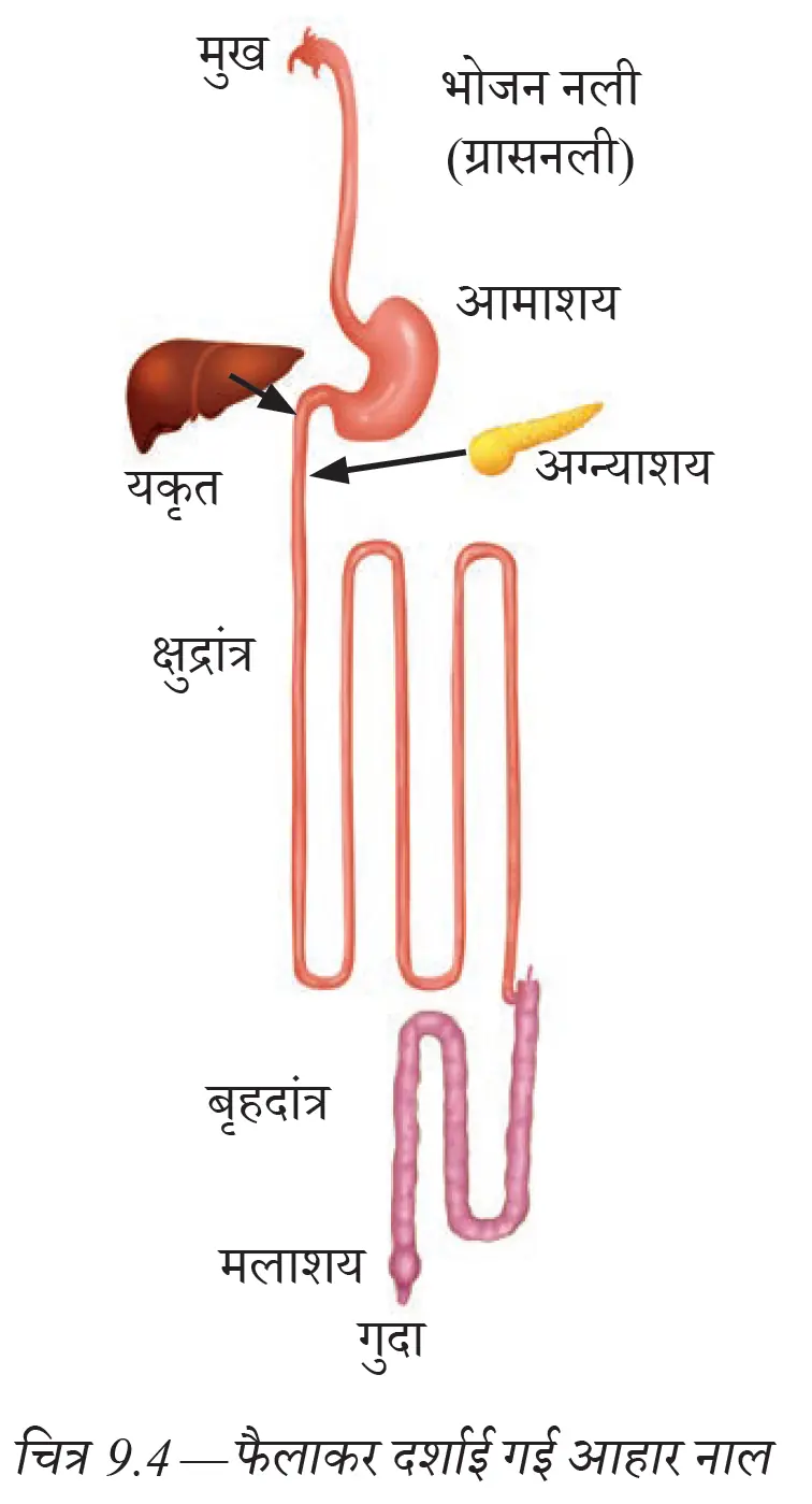 मुख से गुदा तक मानव आहार नाल के प्रमुख अंग