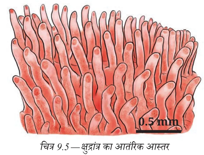 क्षुद्रांत्र की भीतरी सतह पर अँगुली जैसे रसांकुर