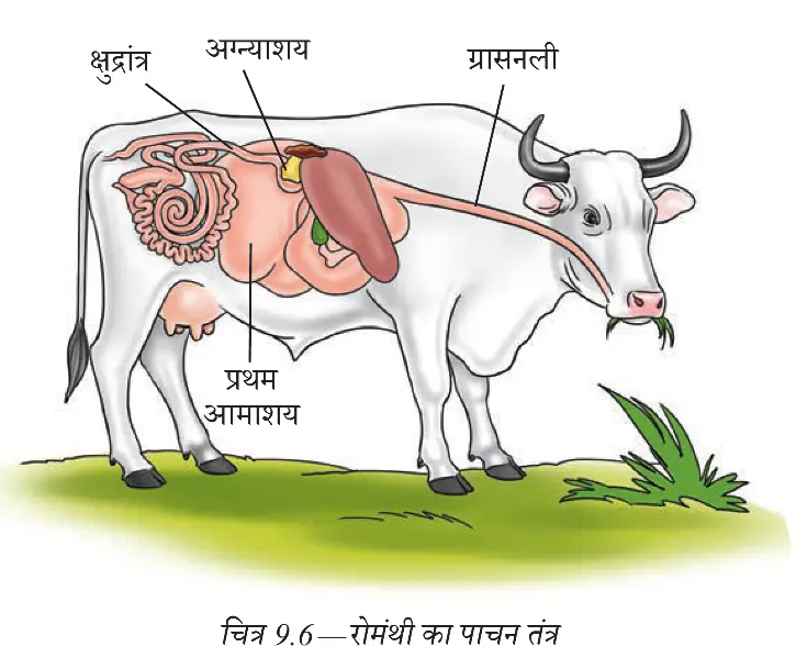 गाय के शरीर में जुगाली और पाचन से जुड़े प्रमुख अंग