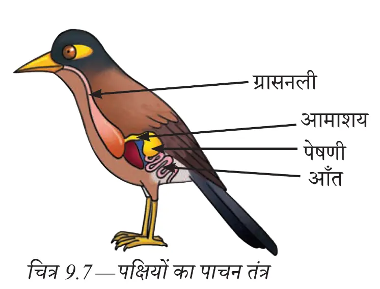 पक्षी के पाचन तंत्र में ग्रासनली, फसल, आमाशय और पेषणी