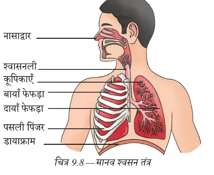 नासिका से फेफड़ों तक मानव श्वसन तंत्र के प्रमुख भाग