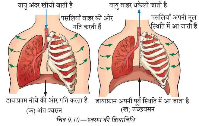 अंतःश्वसन और उच्छ्वसन में पसलियों, फेफड़ों और डायाफ्राम की गति
