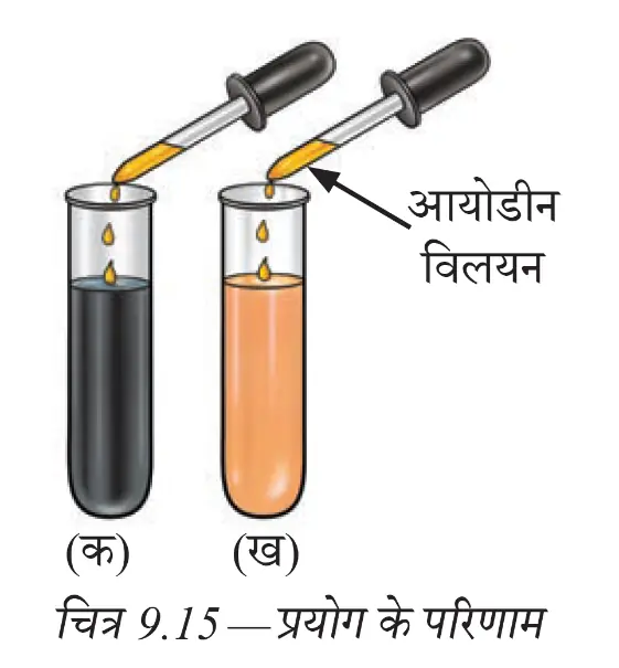 लार मिले और बिना लार वाले चावल के आटे पर आयोडीन परीक्षण
